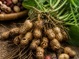 Bambara-Erdnuss