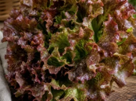 Eichblattsalat