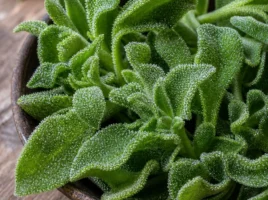 Eiskraut