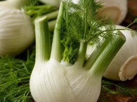 Fenchel