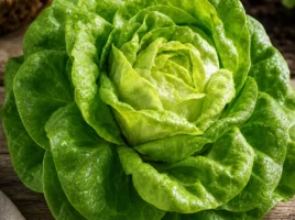 Kopfsalat