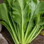 Ruten-Kohl Ruten-Kohl